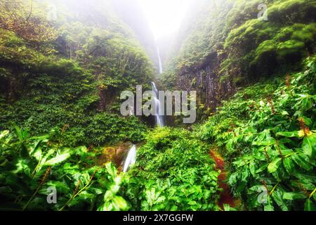 Cascade de forêt tropicale avec végétation verte sur l'île de Flores, Açores, Portugal Banque D'Images