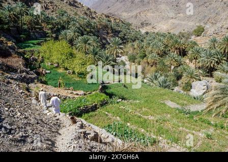 Wadi Bani Kharus, Oman, péninsule arabique, moyen-Orient. Champs en terrasses bénéficiant de l'irrigation par aflaj (singulier, falaj), une distribution d'eau Banque D'Images