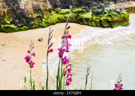 Drapeau de maïs commun sauvage, Gladiolus communis, poussant au-dessus de la plage de Towan, Cornouailles, West Country, Angleterre Banque D'Images