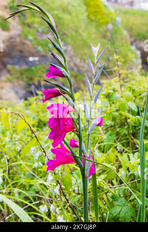 Drapeau de maïs commun sauvage, Gladiolus communis, poussant au-dessus de la plage de Towan, Cornouailles, West Country, Angleterre Banque D'Images