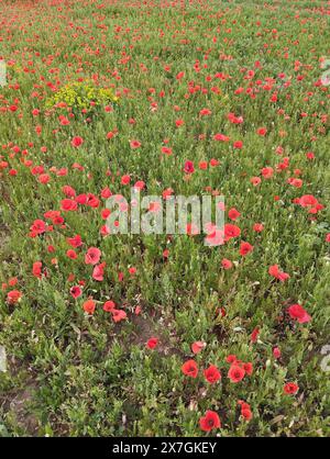 Champ de coquelicots en fleurs dans la campagne Biterroise. Occitanie, France Banque D'Images