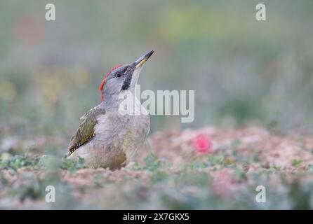 Race espagnole ou ibérique du pic vert (Picus viridis sharpei). Cette course a plus de gris et moins de noir sur la tête par rapport aux oiseaux européens Banque D'Images