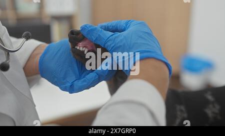 Un vétérinaire portant des gants bleus examine la bouche d'un chien dans un cadre clinique Banque D'Images