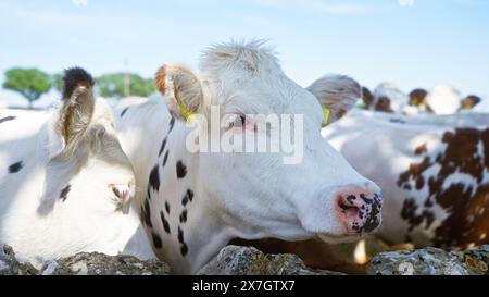 Gros plan de vaches avec des taches noires et blanches debout ensemble à l'extérieur par une journée ensoleillée, entourées de verdure et de ciel bleu. Banque D'Images