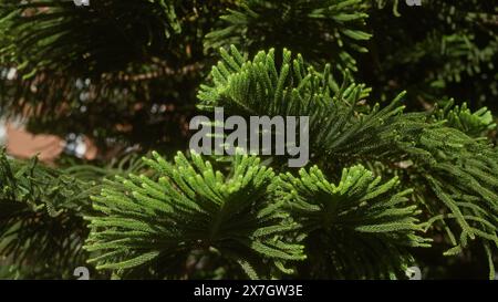 Gros plan d'une luxuriante araucaria heterophylla, communément connue sous le nom de pin de l'île de norfolk, dans un cadre extérieur dans les pouilles, en italie, mettant en évidence le vert vif Banque D'Images