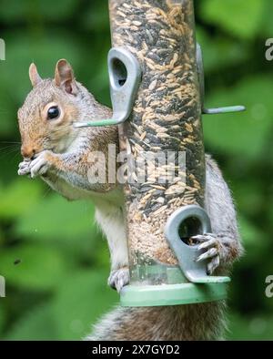 Écureuil gris (Sciurus carolinesis) Banque D'Images