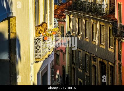 Lisbonne, quartier Bica près du Bairro Alto. Une belle jeune femme regarde par une fenêtre d'un bâtiment historique. Banque D'Images