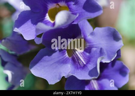 Floraison Thunbergia laurifolia, vigne trompette bleue, fond floral macro naturel Banque D'Images