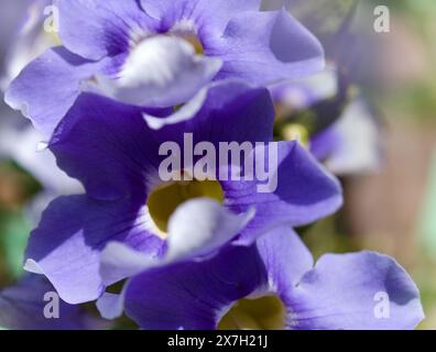 Floraison Thunbergia laurifolia, vigne trompette bleue, fond floral macro naturel Banque D'Images