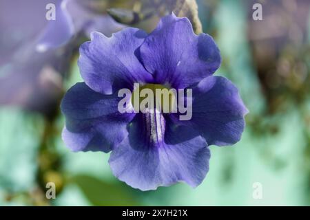 Floraison Thunbergia laurifolia, vigne trompette bleue, fond floral macro naturel Banque D'Images