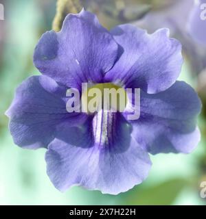 Floraison Thunbergia laurifolia, vigne trompette bleue, fond floral macro naturel Banque D'Images