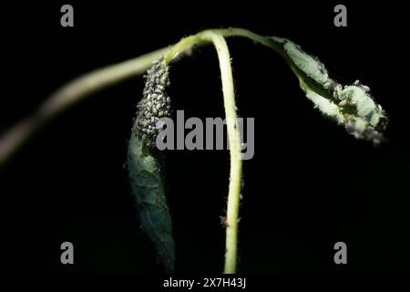 Poux ou pucerons sur les feuilles et la branche d'un chèvrefeuille (Lonicera) sur fond noir. Mangé des feuilles. Mise au point sélective Banque D'Images