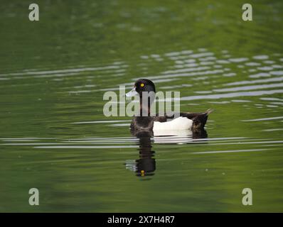 Canard touffeté drake adulte sur un lac à Warrington, mai 2024. Banque D'Images