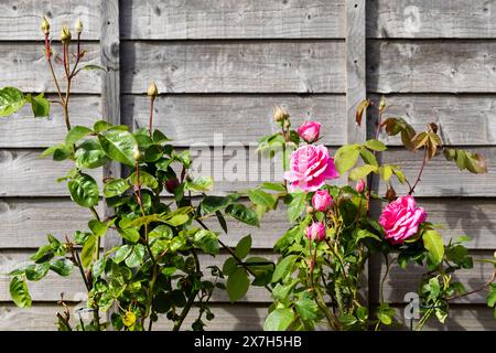 Roses anglaises poussant à côté d'une clôture de jardin Banque D'Images