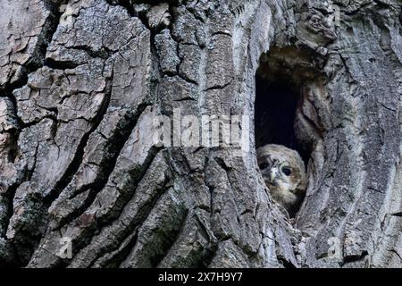 Waldkauz-Nestling schaut aus der Baumhöhle ein junger Waldkauz Strix aluco beobachtet müde die Umgebung unter seiner Baumhöhle Reutlingen Baden-Wuerttemberg Deutschland *** Tawny Owl nestling regarde hors du creux de l'arbre un jeune Tawny Owl Strix aluco observe les environs sous son creux de l'arbre Reutlingen Baden Wuerttemberg Copyright/Allemagne Banque D'Images