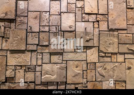 Mur décoratif de fossiles de feuilles dans l'Utah Field House of Natural History Museum. Vernal, Utah. Banque D'Images