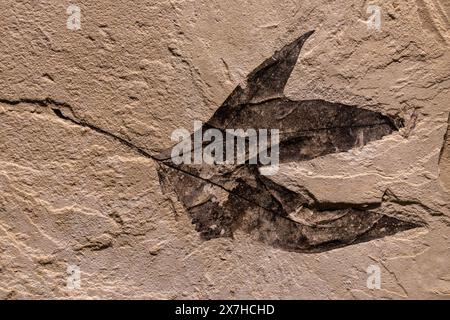 Feuille fossilisée au musée d'histoire naturelle de l'Utah Field House. Vernal, Utah. Banque D'Images