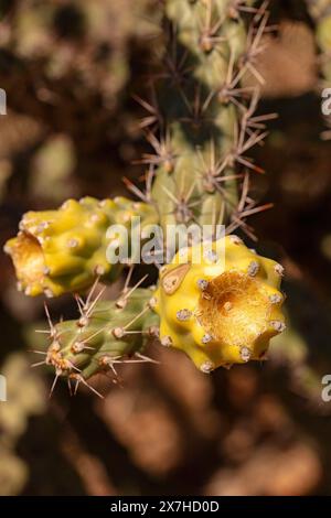 Portrait naturel de plante fleurie en gros plan du fruit à chaîne lisse Cholla Cylindropuntia fulgida) dans Catalina State Park, Oro Valley, Arizona, États-Unis. Ensoleillé Banque D'Images