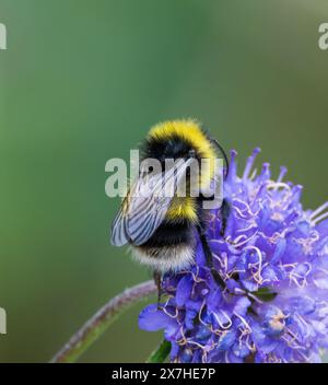 Bumblebee à queue blanche sur Devils bit Scabious Banque D'Images