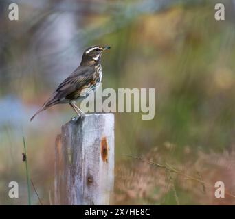 Redwing (Turdus iliacus) sur un poteau de clôture à flanc de bois Banque D'Images