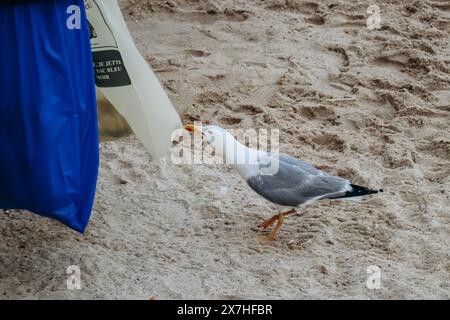 Seagull vole de la nourriture dans des sacs poubelle sur la plage Banque D'Images