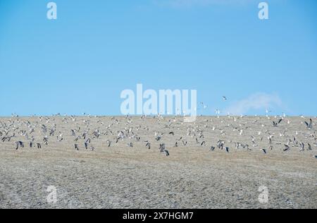 Mouettes volant au-dessus des terres agricoles en hiver Banque D'Images