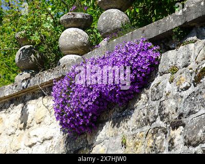 Plante à fleurs violettes, Campanula portenschlagiana, communément appelée Bellflower, poussant sur un mur de pierre, Auvers-sur-Oise, France. Banque D'Images