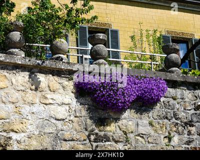 Plante à fleurs violettes, Campanula portenschlagiana, communément appelée Bellflower, poussant sur un mur de pierre, Auvers-sur-Oise, France. Banque D'Images