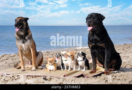 chihuahuas , malinois et rottweiler sur la plage, au printemps Banque D'Images