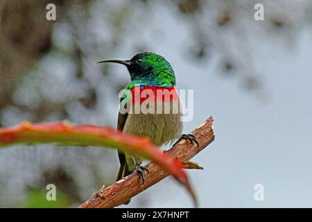 Southern double-col sunbird, Kirstenbosch Botanical Garden NR Cape Town, Afrique du Sud Banque D'Images