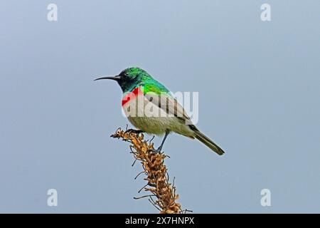 Southern double-col sunbird, Kirstenbosch Botanical Garden NR Cape Town, Afrique du Sud Banque D'Images