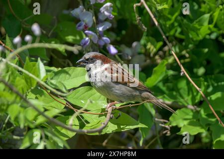 Un moineau domestique mâle, passer domesticus, avec son bec ouvert perché sur une branche de Wisteria Banque D'Images