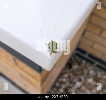 Insecte du bouclier vert adulte commun, Cherry Willingham, Lincolnshire, Angleterre, Royaume-Uni Banque D'Images