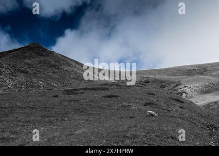 Vue paysage d'un Ibex dans les Alpes suisses, tourné en Valais, Suisse Banque D'Images