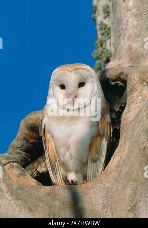 Chouette grange (Tyto alba) adulte à l'entrée de la cavité du nid dans l'orme mort, haies, Berwickshire, Écosse, juillet Banque D'Images