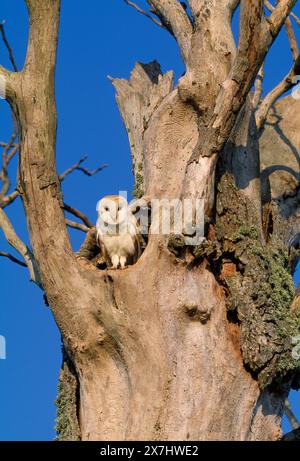 Chouette grange (Tyto alba) adulte à l'entrée de la cavité du nid dans l'orme mort de haie, Berwickshire, Écosse, juillet Banque D'Images