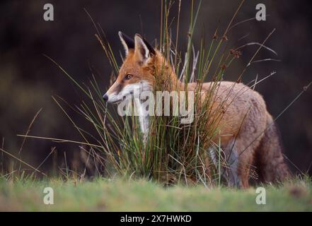 Renard roux (Vulpes vulpes), animal subadulte, semi-habitué, Loch Lomond and the Trossachs National Park, Stirlingshire, Écosse, septembre Banque D'Images