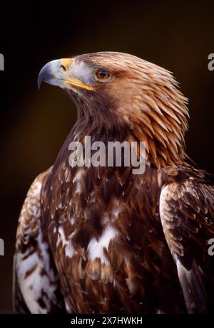 Aigle doré (Aquila chrysaetos), gros plan de l'oiseau de fauconnier (contrôlé), sud de l'Écosse, février Banque D'Images