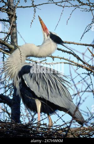 Heron gris (Ardea cinerea) mâle montrant dans un nid de cime d'arbre dans le mélèze européen (Larix decidua) au début du printemps, montrant bec rougi de sang. Banque D'Images