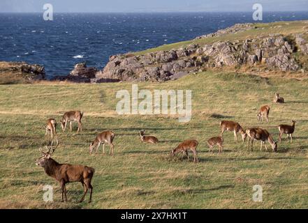 Cerf rouge (Cervus elaphus) cerf avec harem de haies en saison d'ornière Banque D'Images