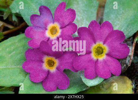 Primrose écossaise (Primula scotica) poussant sur les prairies côtières de la côte nord de l'Écosse, Caithness, Écosse, juillet Banque D'Images