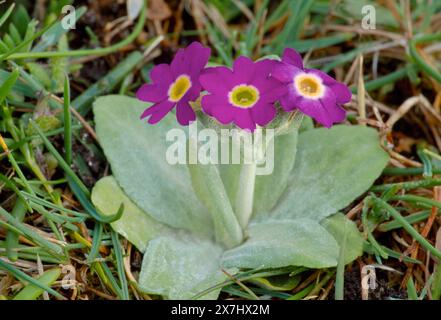 Primrose écossaise (Primula scotica) poussant sur les prairies côtières de la côte nord de l'Écosse, Caithness, Écosse, juillet Banque D'Images