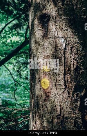 Marques jaunes sur les arbres dans la forêt indiquant un sentier piéton ou pédestre pour les touristes Banque D'Images