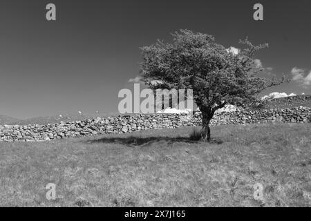 Arbre de thorax infrarouge Banque D'Images