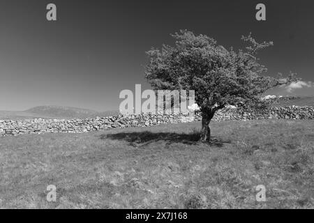 Arbre de thorax infrarouge Banque D'Images