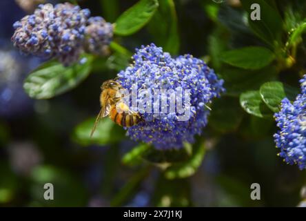 Londres, Royaume-Uni. 17 mai 2024. Une abeille pollinise les fleurs de lilas de Californie (ceanothus) par une journée chaude et ensoleillée. Crédit : Vuk Valcic/Alamy Banque D'Images