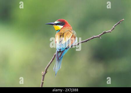 Mangeur d'abeilles européen ou mangeur d'abeilles européen, Merops apiaster, adulte seul perché sur la branche dans la brousse basse, Bulgarie, Europe Banque D'Images
