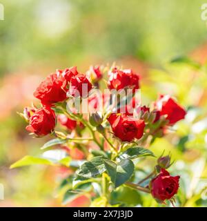 Buisson ensoleillé de roses magenta rouges du jardin en gros plan. Beauté dans la nature. Image d'été éclatante. Moment de la floraison. Fond floral. Gros plan. Format carré. Banque D'Images