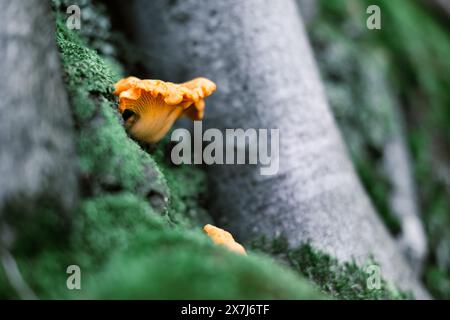 Champignon chanterelle dans la mousse verte dans une forêt d'été. Un des champignons comestibles les plus délicieux et sains Banque D'Images