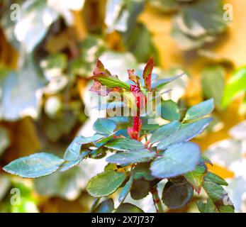 Bourgeon de fleur de rose rouge en vue rapprochée, plantes et fleurs de jardin de maison. Banque D'Images
